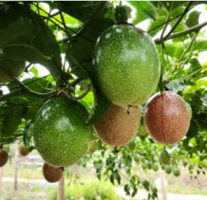 關(guān)于進(jìn)口泰國鮮食西番蓮植物檢疫要求的公告