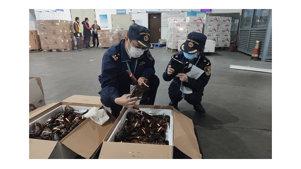 杭州海關助力波士頓龍蝦快速進口報關通關