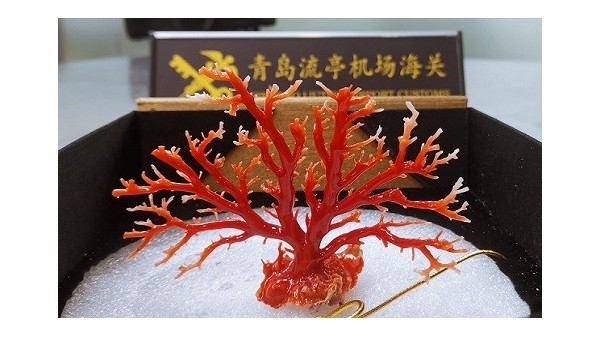 青島機(jī)場(chǎng)海關(guān)2019年查獲瀕危物種制品千件