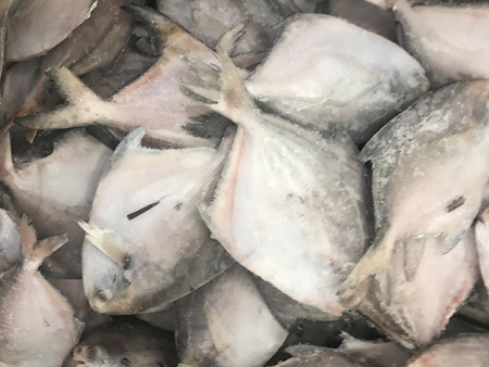 凍鯧魚廣州進口報關(guān)行,凍鯧魚進口報關(guān)代理,凍鯧魚報關(guān)代理